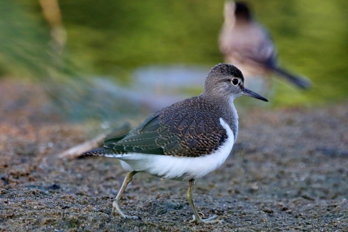 Дупель Gallinago Media