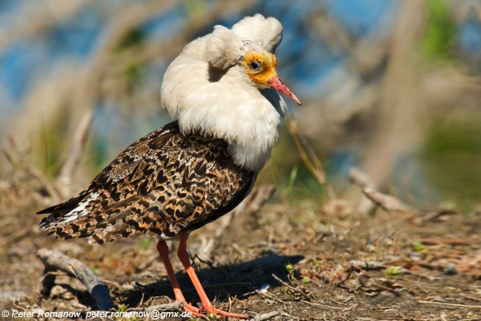 Кулик длинноклювый