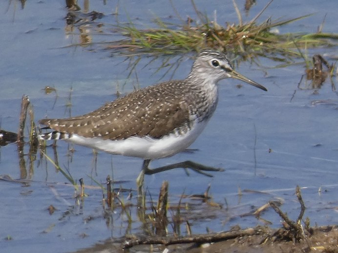 Птица из семейства бекасовых 4б