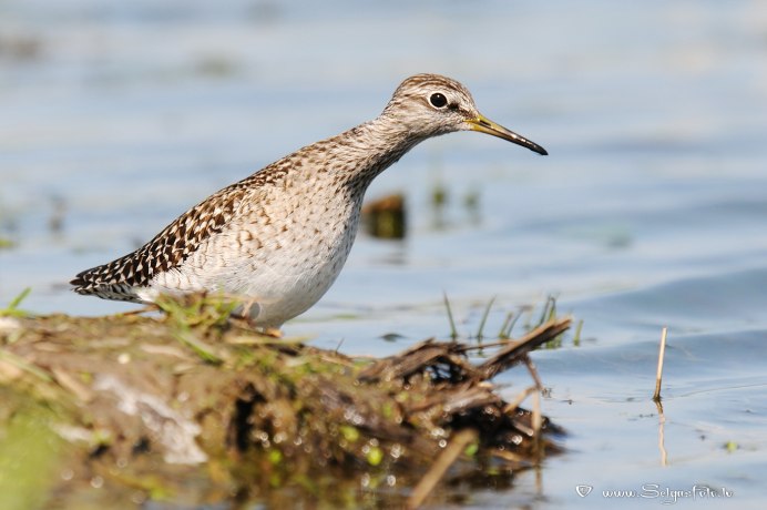Клювастый Лесной Кулик