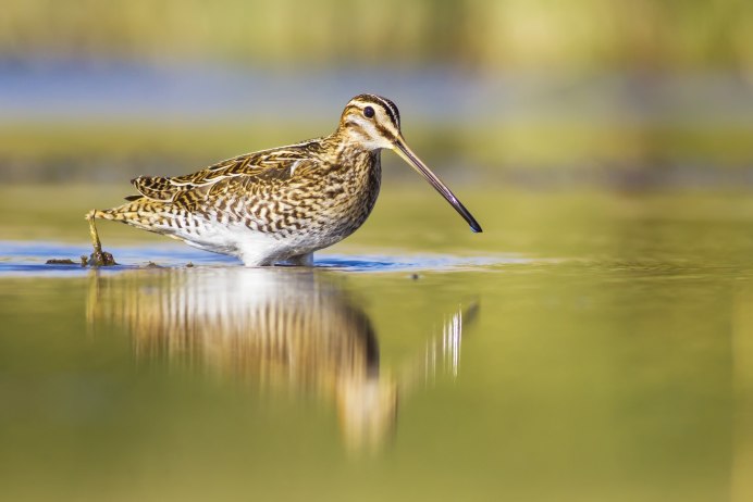 Фифи мозаик