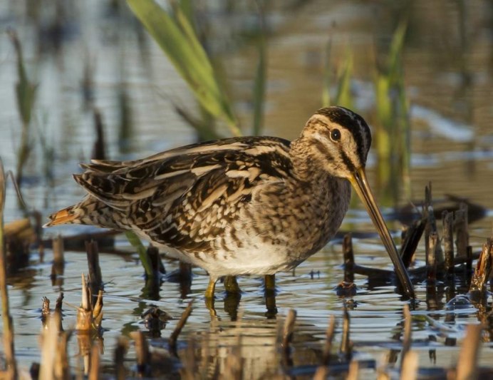 Когда был найден кроншнеп