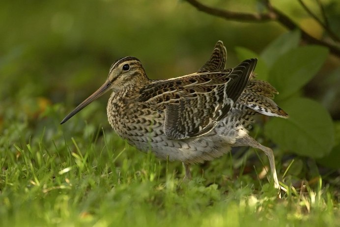 Бекасик песочник