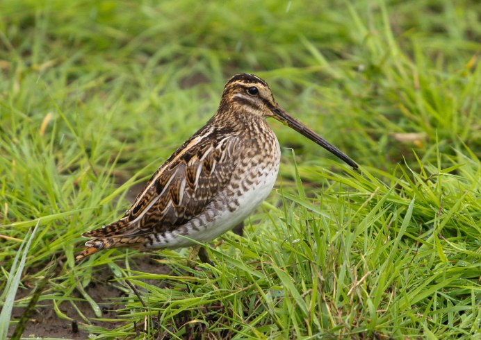 Бекас на болоте