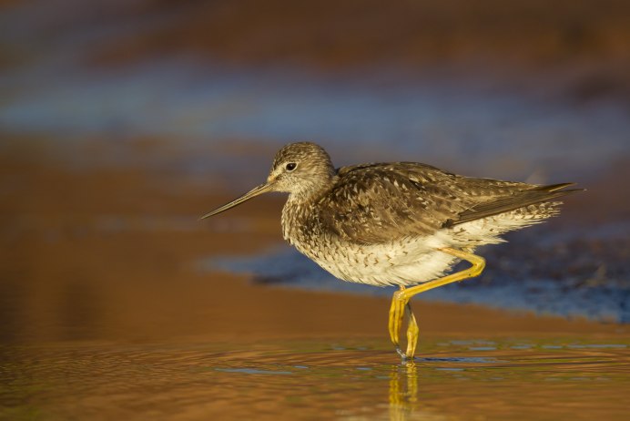 Азиатский бекасовидный веретенник