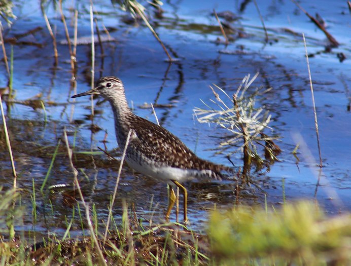 Common Sandpiper