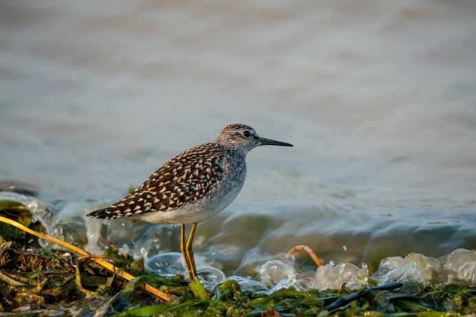 Турухтан птица. В Саратовской области