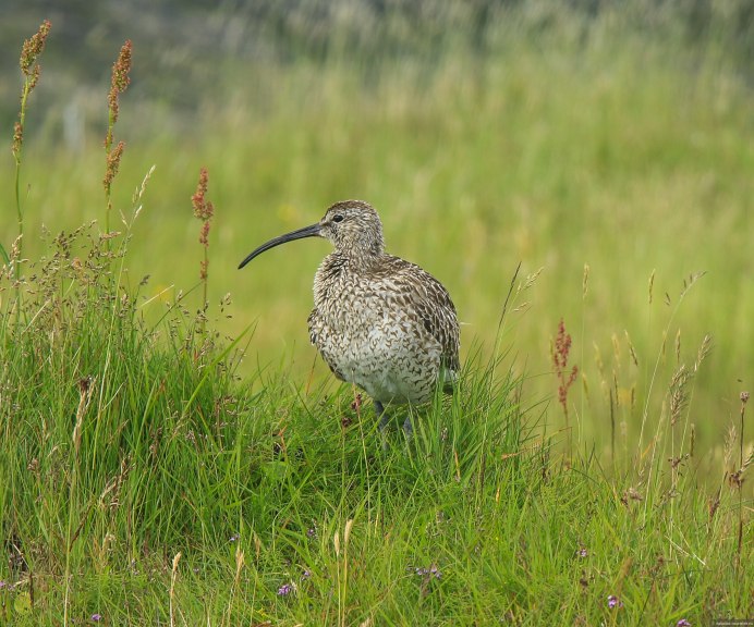 Кулик большой кроншнеп