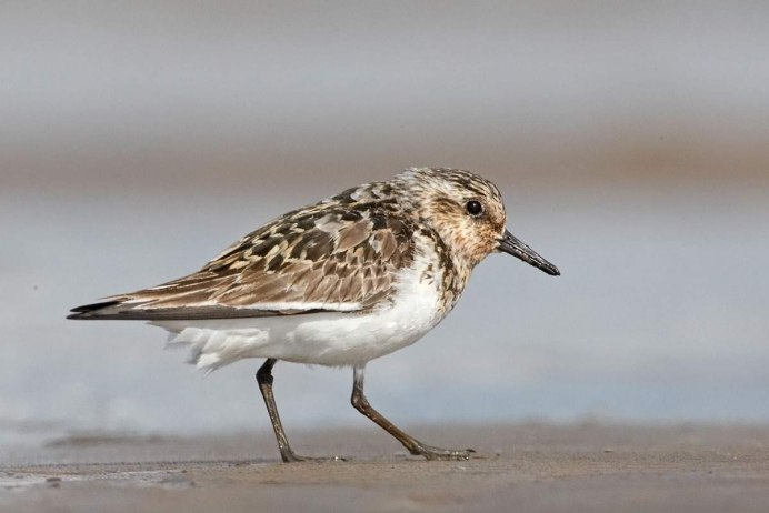 Большой кроншнеп - Numenius Arquata