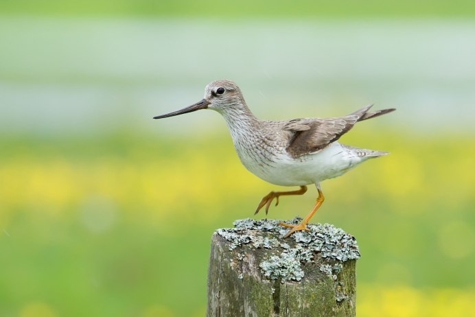 Болотные птицы Ленинградской области