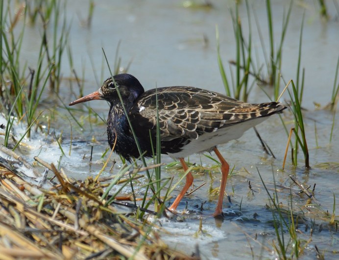 Турухтан (Philomachus pugnax)