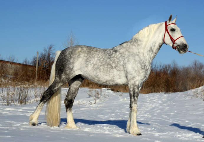 Светло серая масть лошади