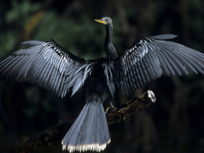 Крыло птицы чёрное