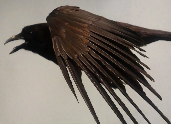 Мрачные голуби