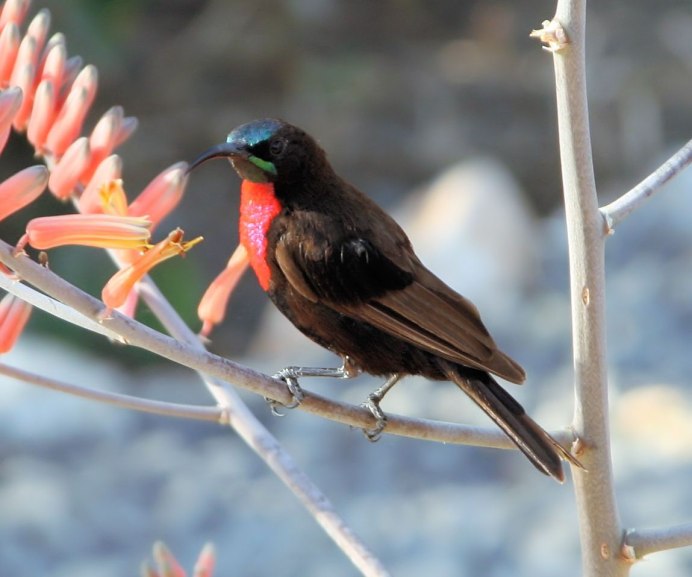 Черный Дрозд с желтым клювом