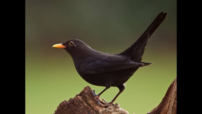 Тропические птицы