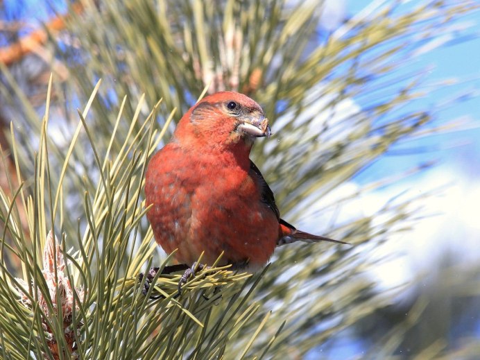 Клест еловик и Сосновик