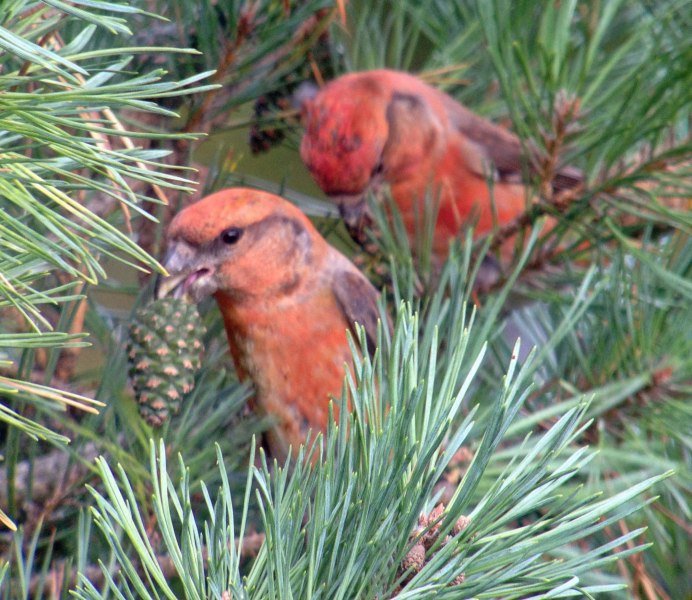 Клест-еловик (Loxia curvirostra)