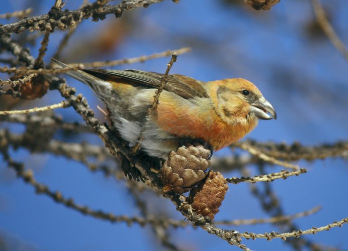 Клюв клеста