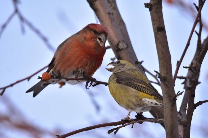 Птица Клест еловик