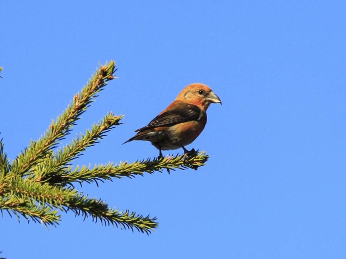 Клёст-еловик гнездо
