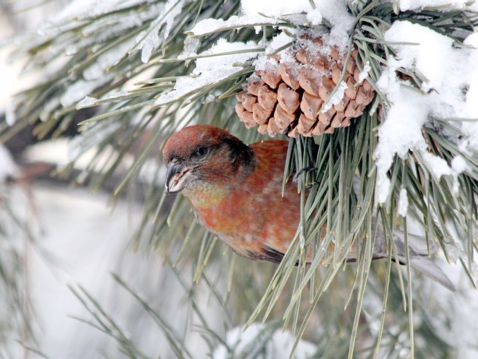 Клёст птица Удмуртия