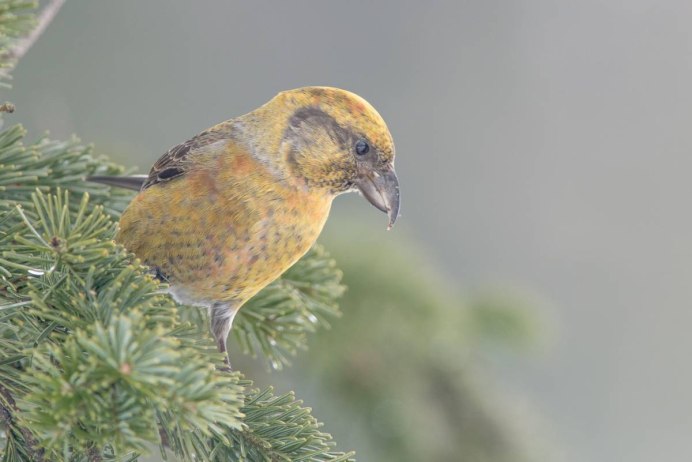 Клест еловик самка