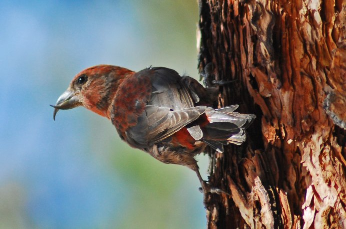 Птица Клест еловик