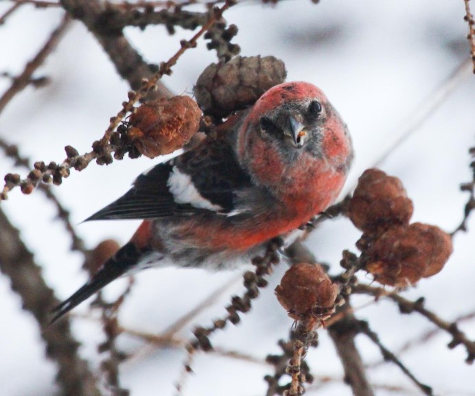Обыкновенный клёст еловик