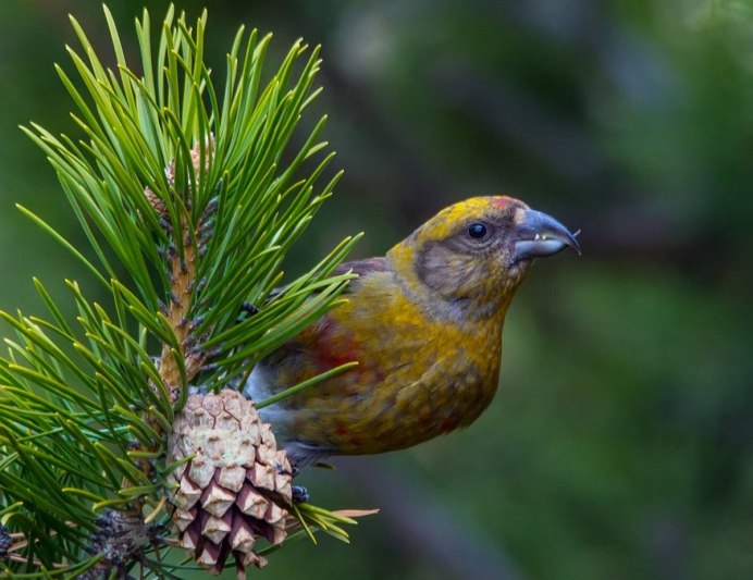 Птица Клест еловик