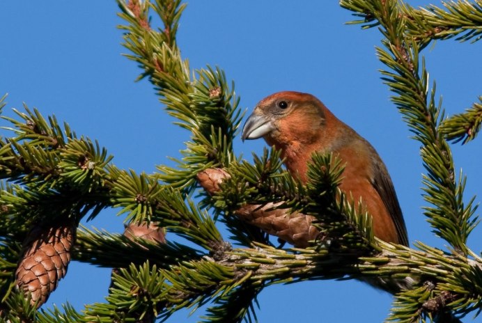 Птица Клест еловик