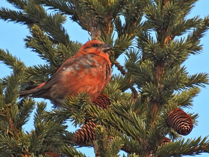 Обыкновенный клёст еловик