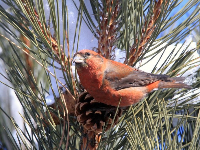Птица Клест еловик