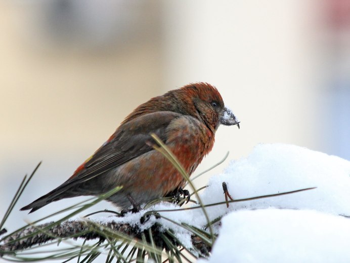 Клёст-еловик с птенцами
