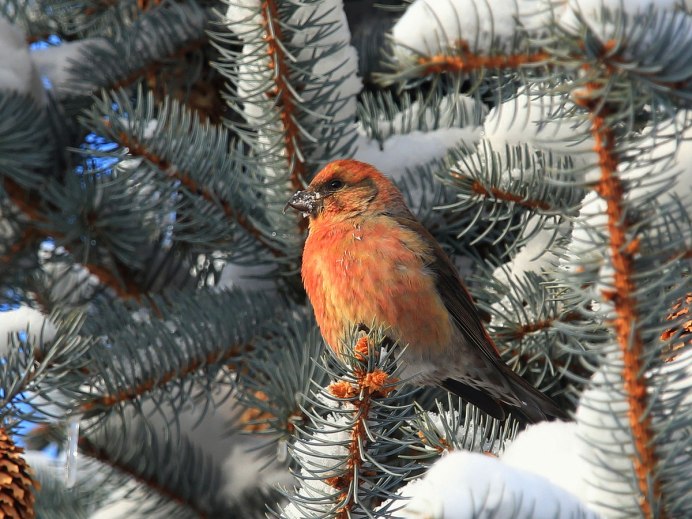Клёст-еловик молодой