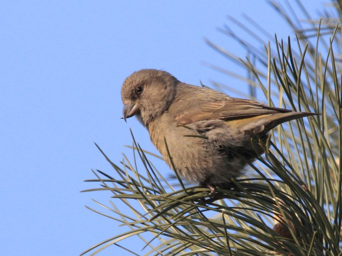 Клест еловик зимой