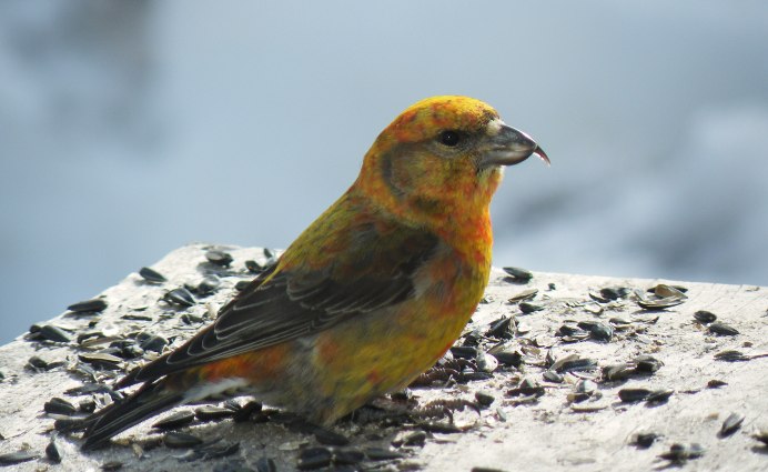 Клёст-еловик и клёст-Сосновик