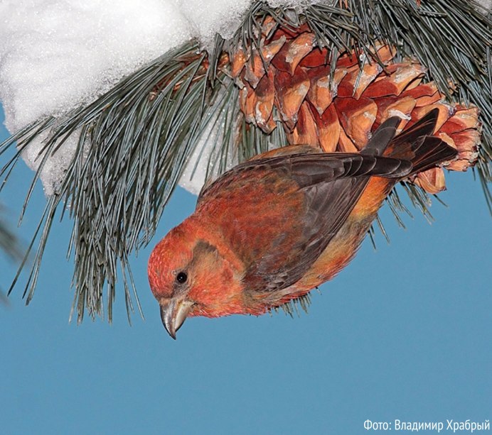 Клест еловик Сибирь