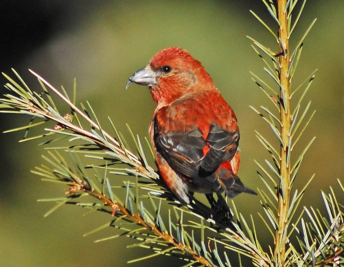 Клёст-Сосновик Loxia pytyopsittacus