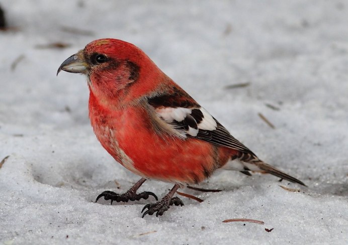 Клест Крестонос птица