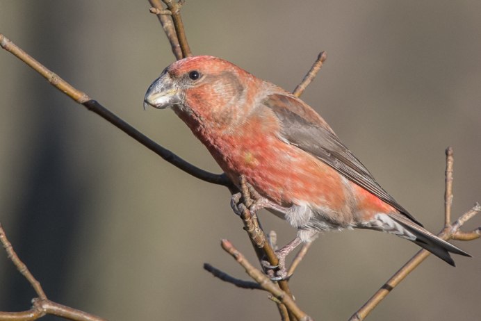 Клёст-еловик клюв