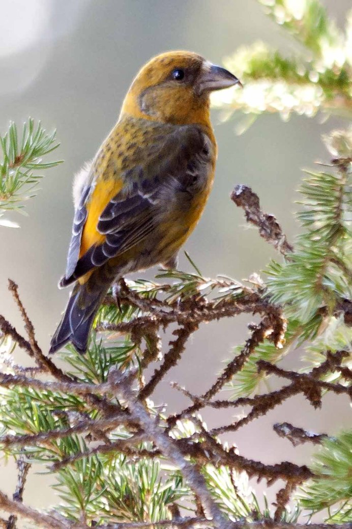 Клёст-еловик сптенцами