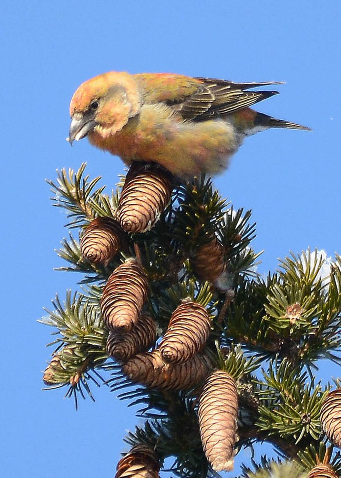 Птенец клеста