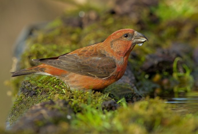 Клест еловик самка