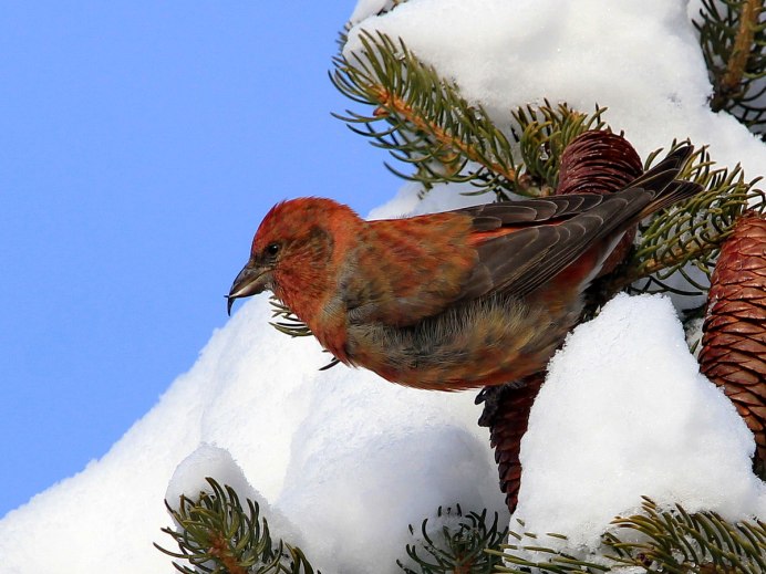 Клест еловик зимой
