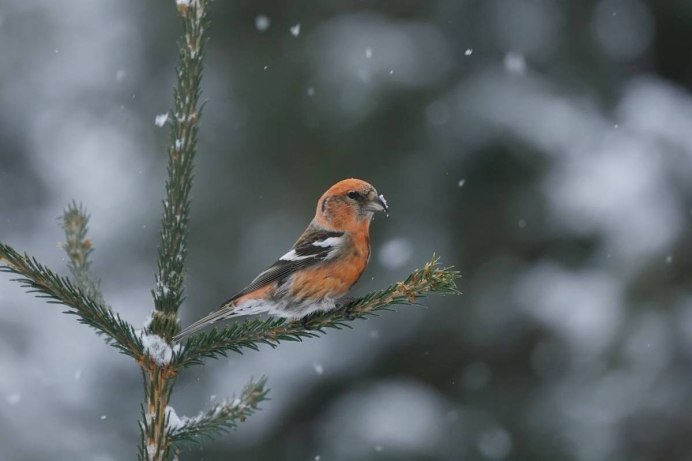 Клёст-еловик гнездо