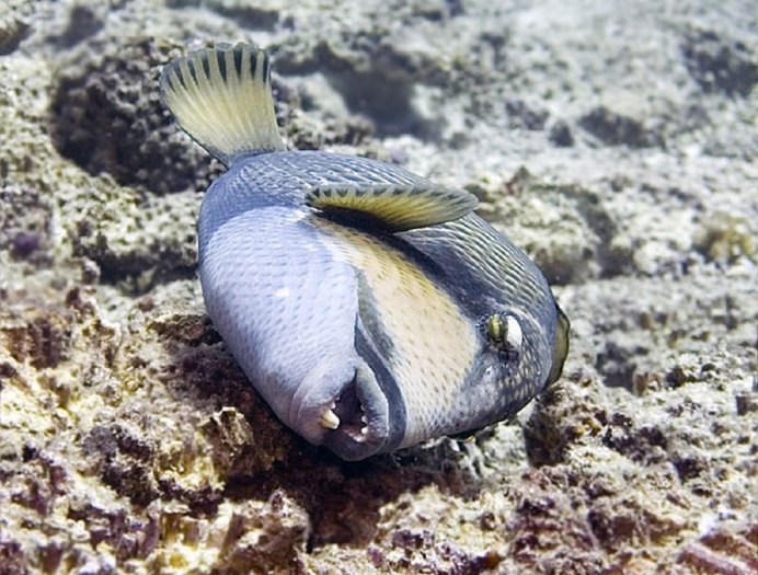 Картинка Poisson