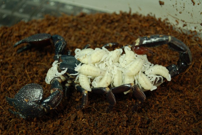 Скорпион домашний с детенышами