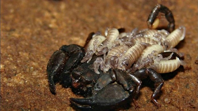 Желтый Скорпион в Дагестане