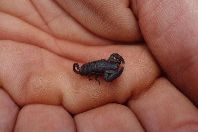 Арахнид Скорпион